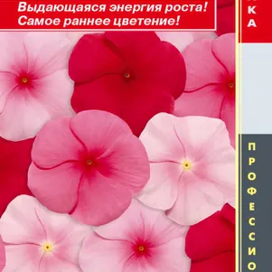 Катарантус розовый Барвинок Пацифик Липстик Микс 8 шт Плазменные семена 49₽