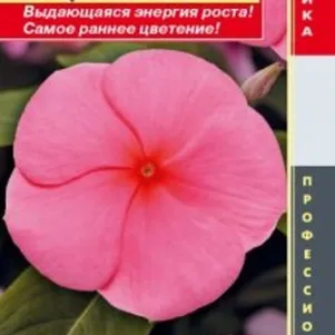 Катарантус розовый (Барвинок) Пацифик Панч 8 шт, Плазменные семена