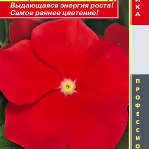 Катарантус розовый (Барвинок) Пацифик Риали Ред 6 шт, Плазменные семена