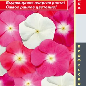 Катарантус розовый (Барвинок) Пацифик Хэйло Микс 8 шт, Плазменные семена
