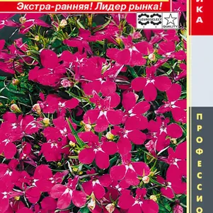 Лобелия Ривьера Роуз кустовая (серия Ривьера) 8 шт, Плазменные семена