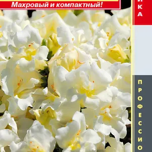 Львиный зев Белый звон F1 (серия Твинни) 10 шт, Плазменные семена