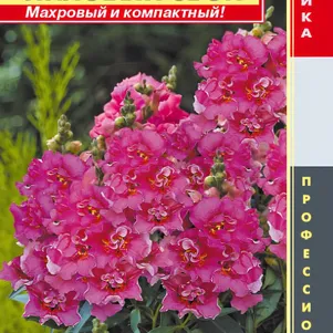 

Львиный зев Лиловый звон F1 (серия Твинни) 10 шт, Плазменные семена