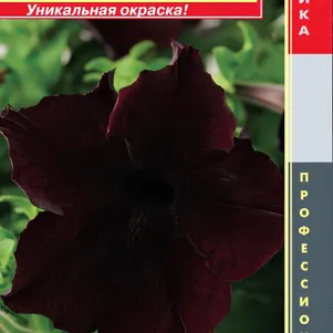 Петуния Блэкберри крупноцветковая F1 (серия Sophistica) 5 шт, Плазменные семена