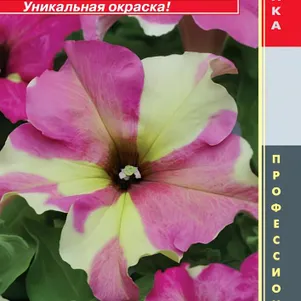 Петуния Лайм Биколор крупноцветковая F1 (серия Sophistica) 5 шт, Плазменные семена
