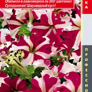 Петуния Роуз Стар крупноцветковая F1 (серия Success! 360) 10 шт, Плазменные семена