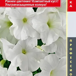 Петуния Уайт крупноцветковая F1 (серия Success! HD) 10 шт, Плазменные семена