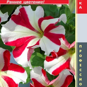 Петуния Ред Стар крупноцветковая F1 (серия Tango) 10 шт, Плазменные семена