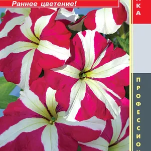 Петуния Роуз Стар крупноцветковая F1 (серия Tango) 10 шт, Плазменные семена