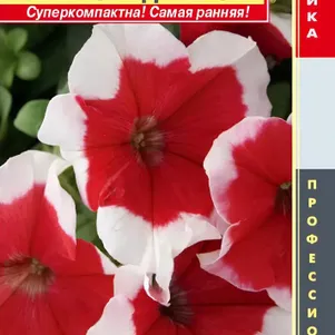 Петуния Ред Пикоти крупноцветковая F1 серия Limbo 10 шт Плазменные семена 69₽