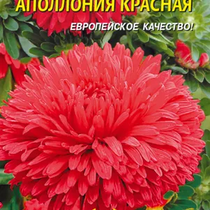 Астра Апполония Красная 0,2 г, Плазменные семена