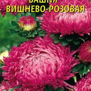 Астра Башня Вишнево-розовая 0,3 г, Плазменные семена