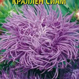 Астра Сиам Краллен 0,3 г, Плазменные семена