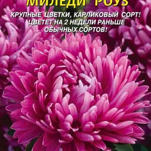 

Астра Миледи Роуз 0,2 г, Плазменные семена