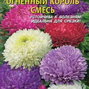 Астра Огненный король смесь 0,3г, Плазменные семена