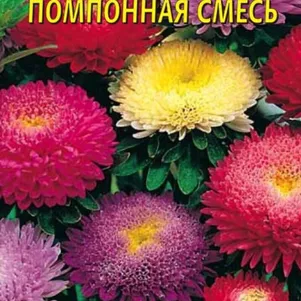 Астра Помпонная смесь 0,3 г, Плазменные семена
