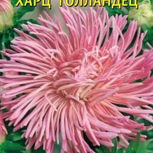 

Астра Харц Голландец 0,3 г, Плазменные семена
