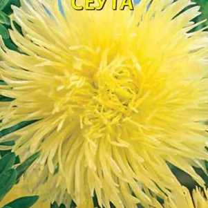 Астра Харц Сеута 0,3 г, Плазменные семена