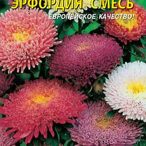Астра Эрфордия смесь 0,3 г, Плазменные семена