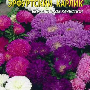 Астра Эрфуртский карлик 0,2 г. Плазменные семена