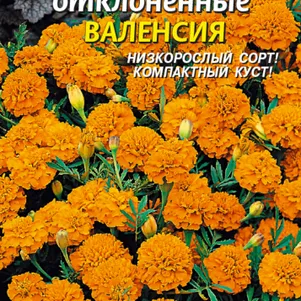 

Бархатцы Валенсия 45 шт, Плазменные семена