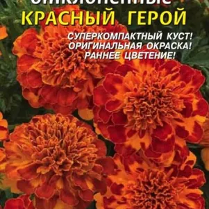 Бархатцы Красный Герой отклоненные 15 шт, Плазменные семена