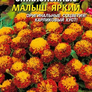 Бархатцы Малыш Яркий отклоненные 30 шт, Плазменные семена