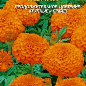 

Бархатцы Гавайи прямостоячие 45 шт, Плазменные семена