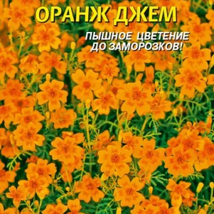 Бархатцы Оранж Джем тонколистные 50 шт, Плазменные семена