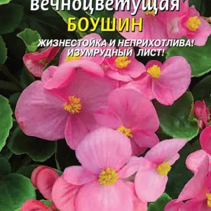 Бегония Боушин F1 вечноцветущая 10 шт, Плазменные семена
