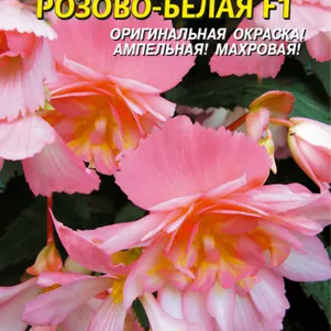 Бегония клубневая ампельная Шансон Розово-белая 10 шт, Плазменные семена