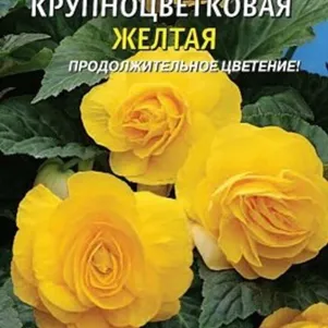 Бегония Желтая крупноцветковая клубневая 5 шт, Плазменные семена