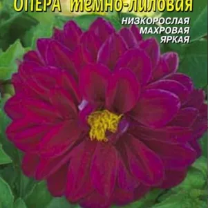 Георгина Опера темно-лиловый 10 шт, Плазменные семена