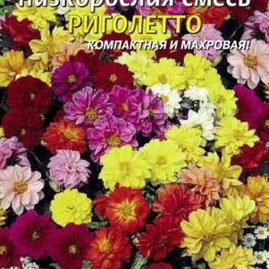 Георгина Риголетто низкорослая смесь 11 шт, Плазменные семена