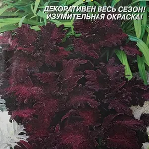 

Колеус Черный дракон 10 шт, Плазменные семена