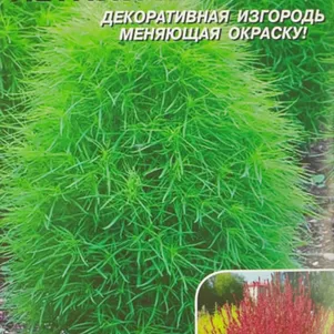 Кохия Летний кипарис 0,3 гр Плазменные семена