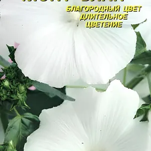 

Лаватера Монт Блан 0,3 г, Плазменные семена