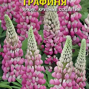Люпин Графиня многолетний 0,45 г, Плазменные семена