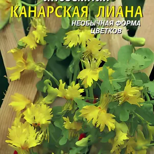 

Настурция Канарская лиана иноземная 8 шт, Плазменные семена
