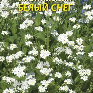 Незабудка Белый снег альпийская 0,1 г, Плазменные семена