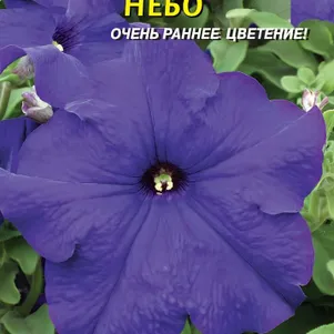

Петуния Небо F1 (серия Prism) 10 шт, Плазменные семена