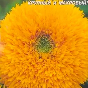 Подсолнечник Золотое солнце 10 шт, Плазменные семена