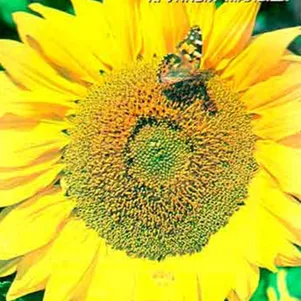 Подсолнечник Луна 10 шт Плазменные семена 39₽