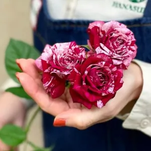 Роза Арроу Фоллес спрей 390₽