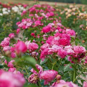 

Роза Мэджик Рококо флорибунда