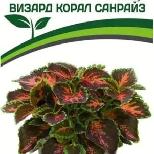Колеус Визард Корал Санрайз шлемниковидный 10 шт. Семена Партнер