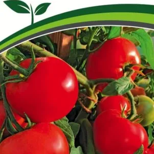 Томат Лирика F1 01 г Семена Партнер 256₽