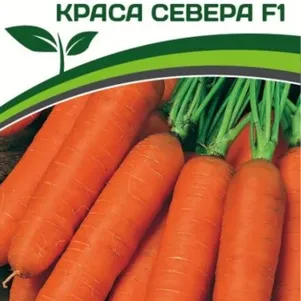 Морковь Краса Севера F1 0,5 г, Семена Партнер