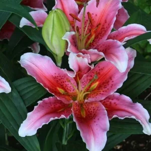 

Лилия Аспирейшн восточная