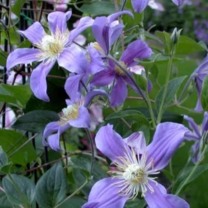 Клематис Джули 3 690₽